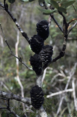 APII jpeg image of Banksia saxicola  © contact APII