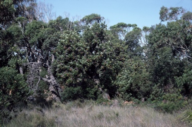 APII jpeg image of Banksia serrata  © contact APII