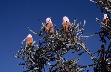 APII jpeg image of Banksia prionotes  © contact APII