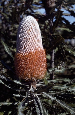 APII jpeg image of Banksia prionotes  © contact APII