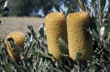 APII jpeg image of Banksia media  © contact APII