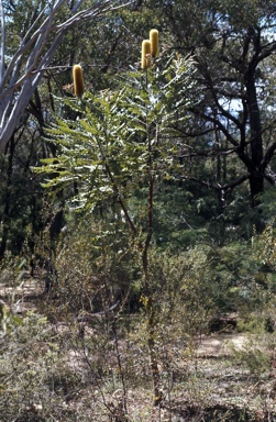 APII jpeg image of Banksia grandis  © contact APII