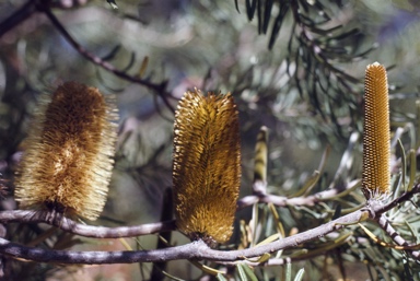 APII jpeg image of Banksia marginata  © contact APII