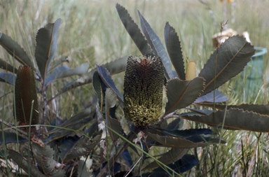 APII jpeg image of Banksia robur  © contact APII