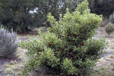 APII jpeg image of Banksia quercifolia  © contact APII