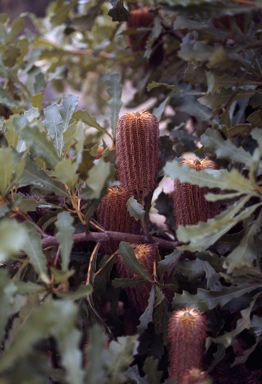 APII jpeg image of Banksia quercifolia  © contact APII