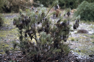 APII jpeg image of Banksia splendida  © contact APII