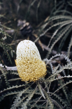 APII jpeg image of Banksia speciosa  © contact APII