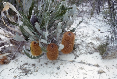 APII jpeg image of Banksia petiolaris  © contact APII