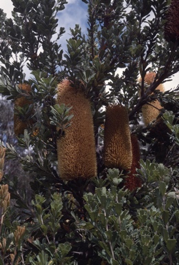 APII jpeg image of Banksia praemorsa  © contact APII