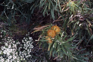 APII jpeg image of Banksia formosa  © contact APII