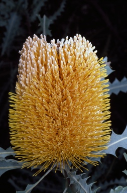 APII jpeg image of Banksia ashbyi  © contact APII