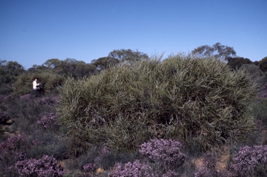 APII jpeg image of Banksia elderiana  © contact APII