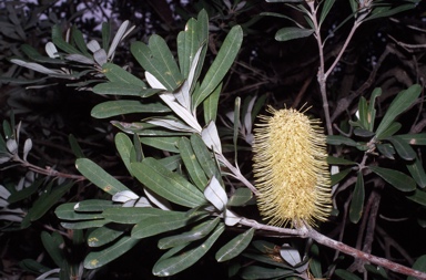 APII jpeg image of Banksia integrifolia subsp. integrifolia  © contact APII