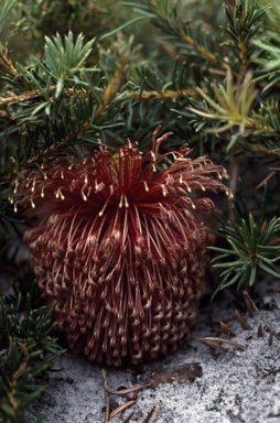 APII jpeg image of Banksia nutans var. cernuella  © contact APII