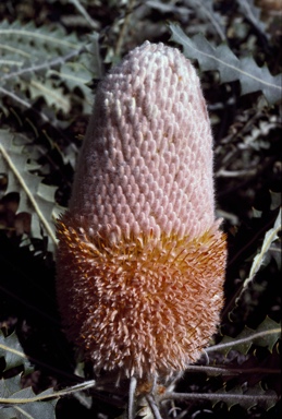 APII jpeg image of Banksia victoriae  © contact APII