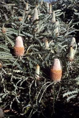 APII jpeg image of Banksia victoriae  © contact APII