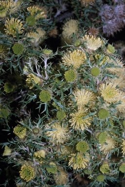 APII jpeg image of Banksia polycephala  © contact APII