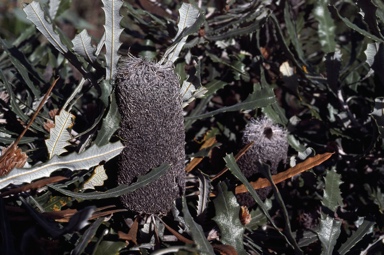 APII jpeg image of Banksia pilostylis  © contact APII