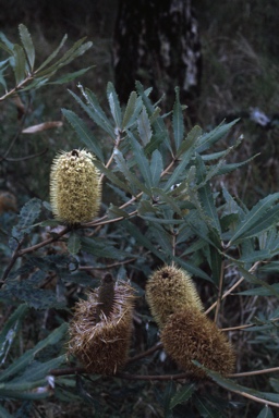 APII jpeg image of Banksia oblongifolia  © contact APII