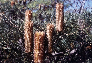 APII jpeg image of Banksia spinulosa  © contact APII