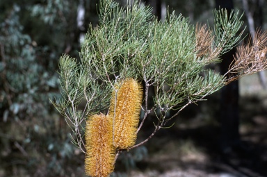 APII jpeg image of Banksia spinulosa var. collina  © contact APII