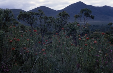 APII jpeg image of Banksia coccinea  © contact APII