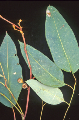 APII jpeg image of Eucalyptus grisea  © contact APII