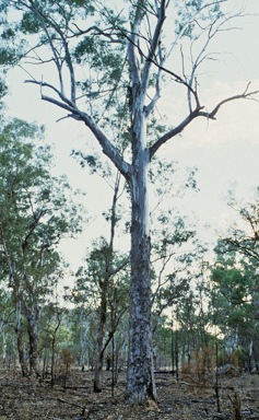 APII jpeg image of Eucalyptus melliodora  © contact APII