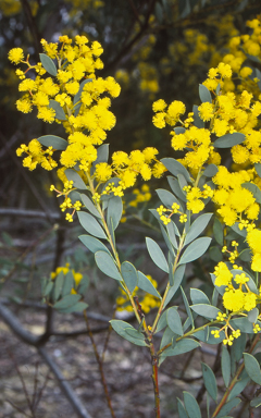 APII jpeg image of Acacia buxifolia subsp. buxifolia  © contact APII