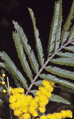 APII jpeg image of Acacia filicifolia  © contact APII