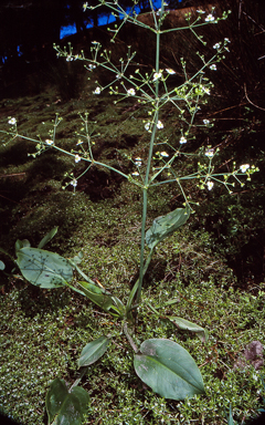 APII jpeg image of Alisma plantago-aquatica  © contact APII