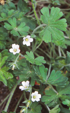 APII jpeg image of Geranium solanderi var. solanderi  © contact APII