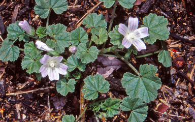 APII jpeg image of Malva neglecta  © contact APII