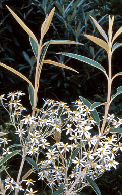 APII jpeg image of Olearia megalophylla  © contact APII