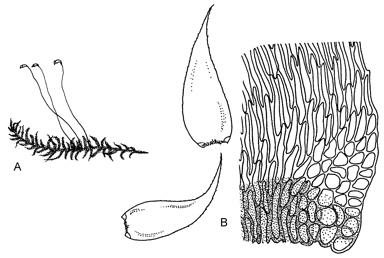 APII jpeg image of Hypnum subchrysogaster  © contact APII