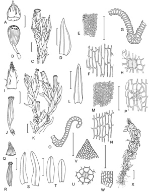 APII jpeg image of Orthotrichum assimile,<br/>Orthotrichum cupulatum,<br/>Stoneobryum bunyaense  © contact APII