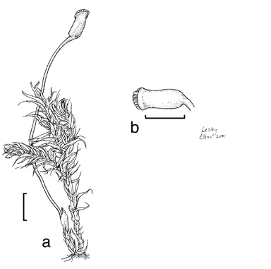 APII jpeg image of Rhaphidorrhynchium amoenum var. congruens  © contact APII