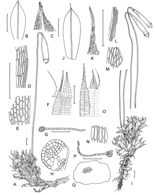 APII jpeg image of Rosulabryum subfasciculatum,<br/>Rosulabryum subtomentosum  © contact APII