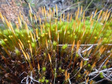 APII jpeg image of Polytrichum commune  © contact APII