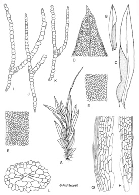 APII jpeg image of Fissidens angustifolius  © contact APII