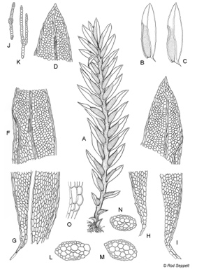 APII jpeg image of Fissidens bryoides  © contact APII