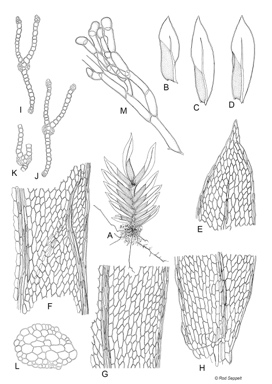 APII jpeg image of Fissidens flaccidus  © contact APII