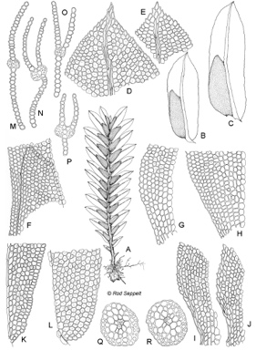 APII jpeg image of Fissidens serratus  © contact APII