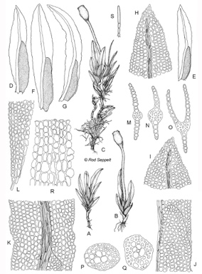 APII jpeg image of Fissidens tenellus var. australiensis  © contact APII