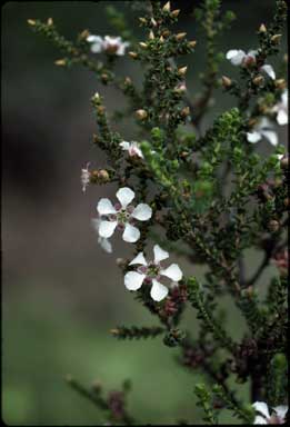 APII jpeg image of Leptospermum epacridoideum  © contact APII