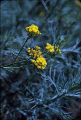 APII jpeg image of Senecio anethifolius  © contact APII