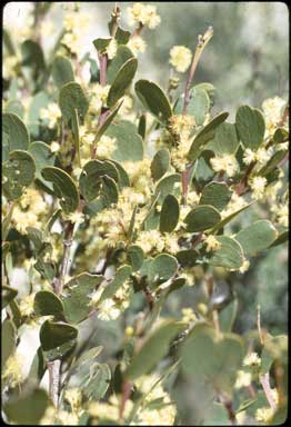 APII jpeg image of Acacia alpina  © contact APII