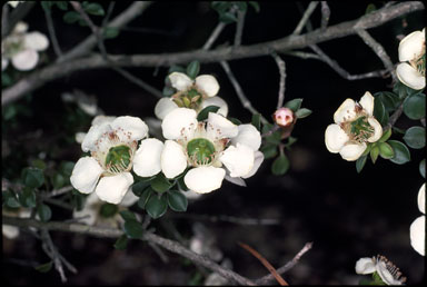 APII jpeg image of Leptospermum rotundifolium  © contact APII