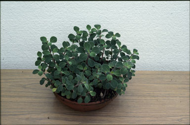 APII jpeg image of Peperomia enervis  © contact APII